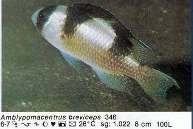 Amblypomacentrus breviceps